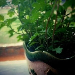 Meet your Posher, Alfredo